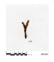 藏品(尖葉歧舌蘚)的圖片